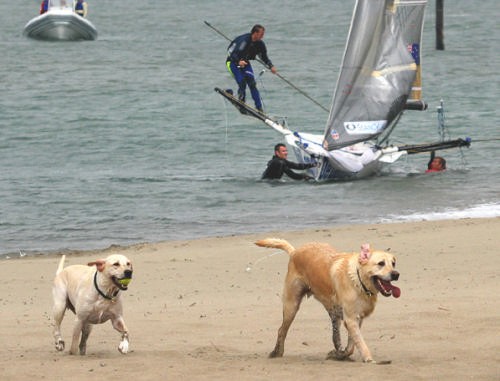 Disinterested spectators at San Francisco © Rich Roberts http://www.UnderTheSunPhotos.com